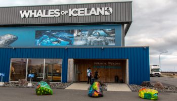 Whales of Iceland